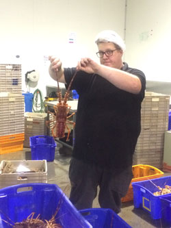 Ferguson Australia Lobster Fisheries Firex Industrial Pans